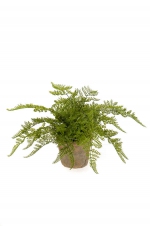 Bosvaren bush in terracotta pot aged rond 11cm